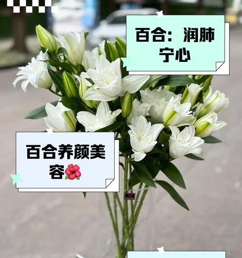 能吃的百合种法是什么？如何正确种植食用百合？