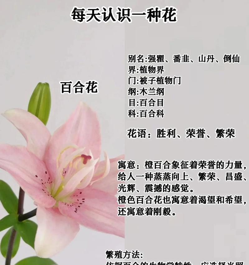 “百合开荤”在网络用语中是什么意思？它通常如何被使用？