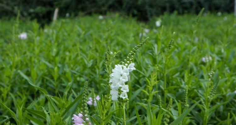 随意草的花语是什么？它在花语中通常代表什么？