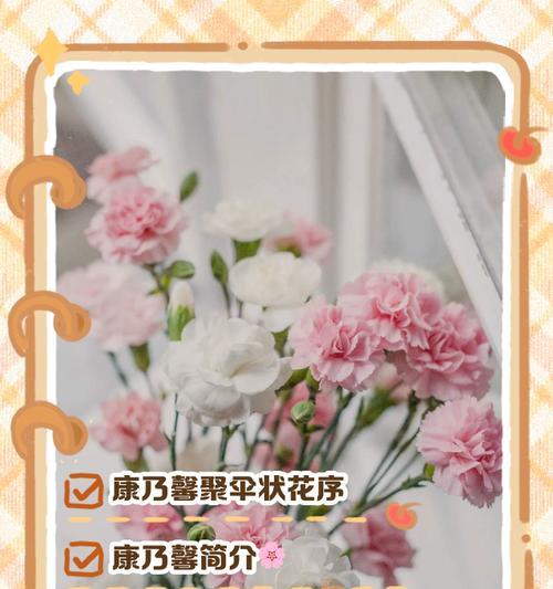 如何表达康乃馨的花语？送对象时应该注意什么？