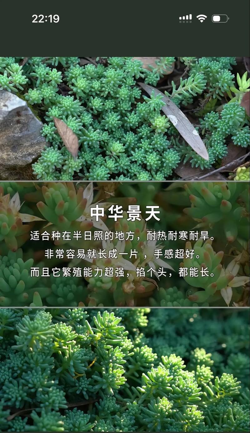 xyf植物的替代品有哪些？它们的养护有何不同？