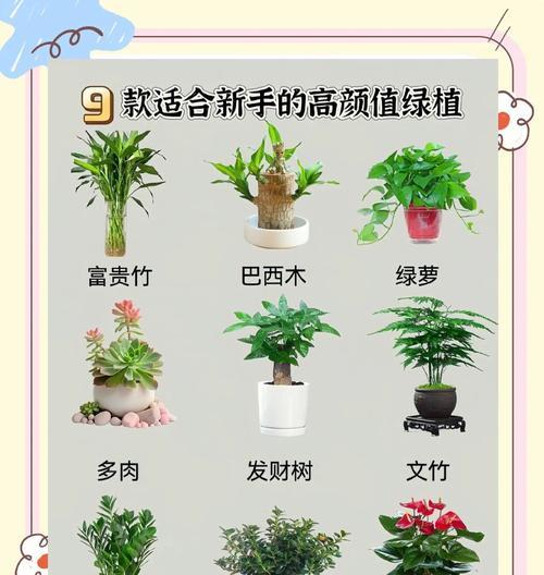 xyf植物的替代品有哪些？它们的养护有何不同？