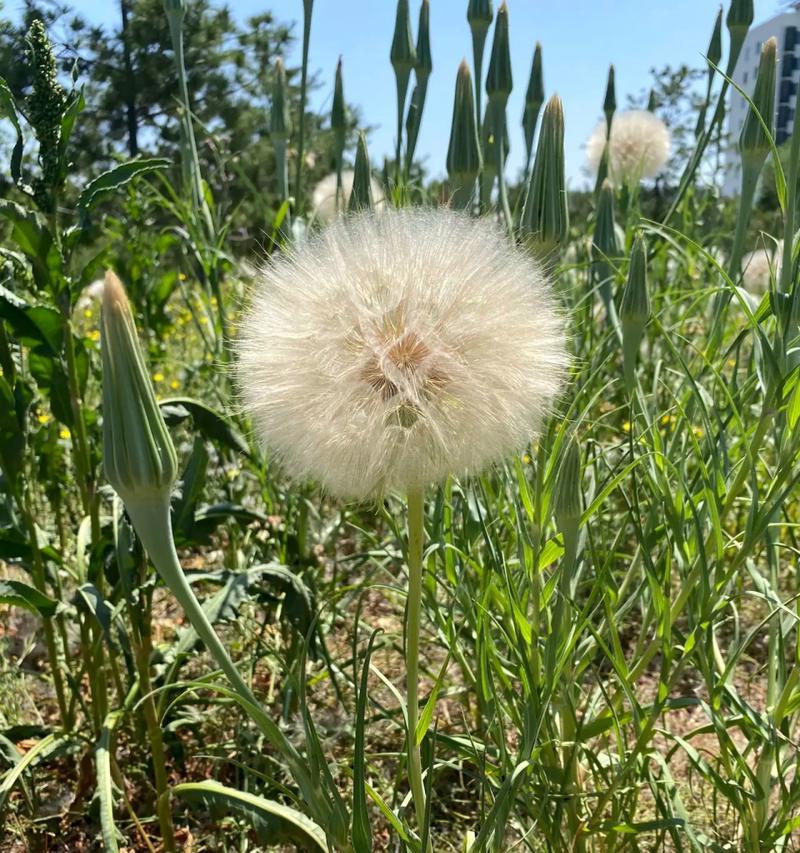 野地植物中有哪些名字听起来很美？它们的特性是什么？