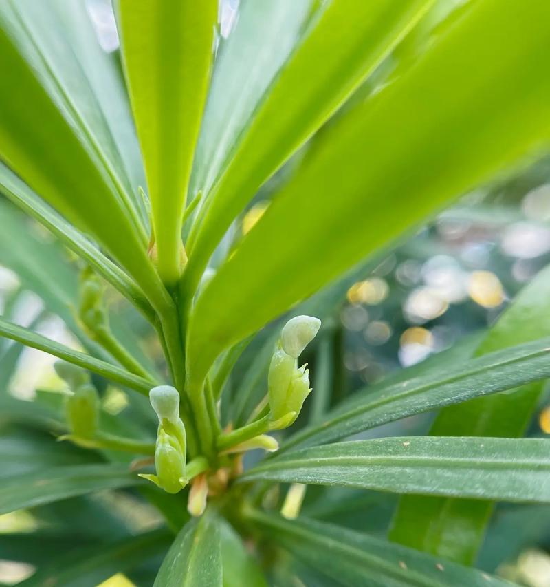 野地植物中有哪些名字听起来很美？它们的特性是什么？