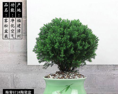 球形绿植选择时应注意什么？有哪些推荐？