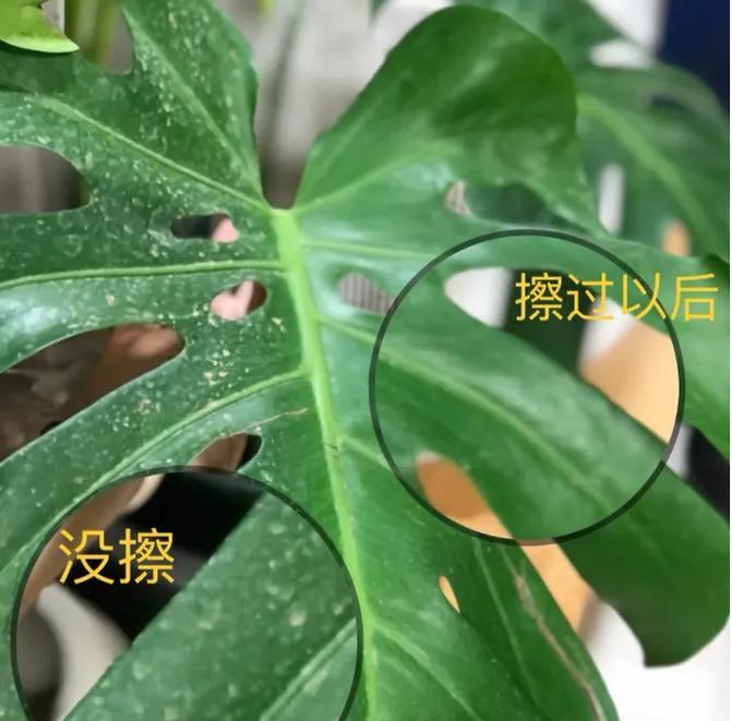 烟灰对植物的影响多久能消除？如何减少烟灰对植物的影响？