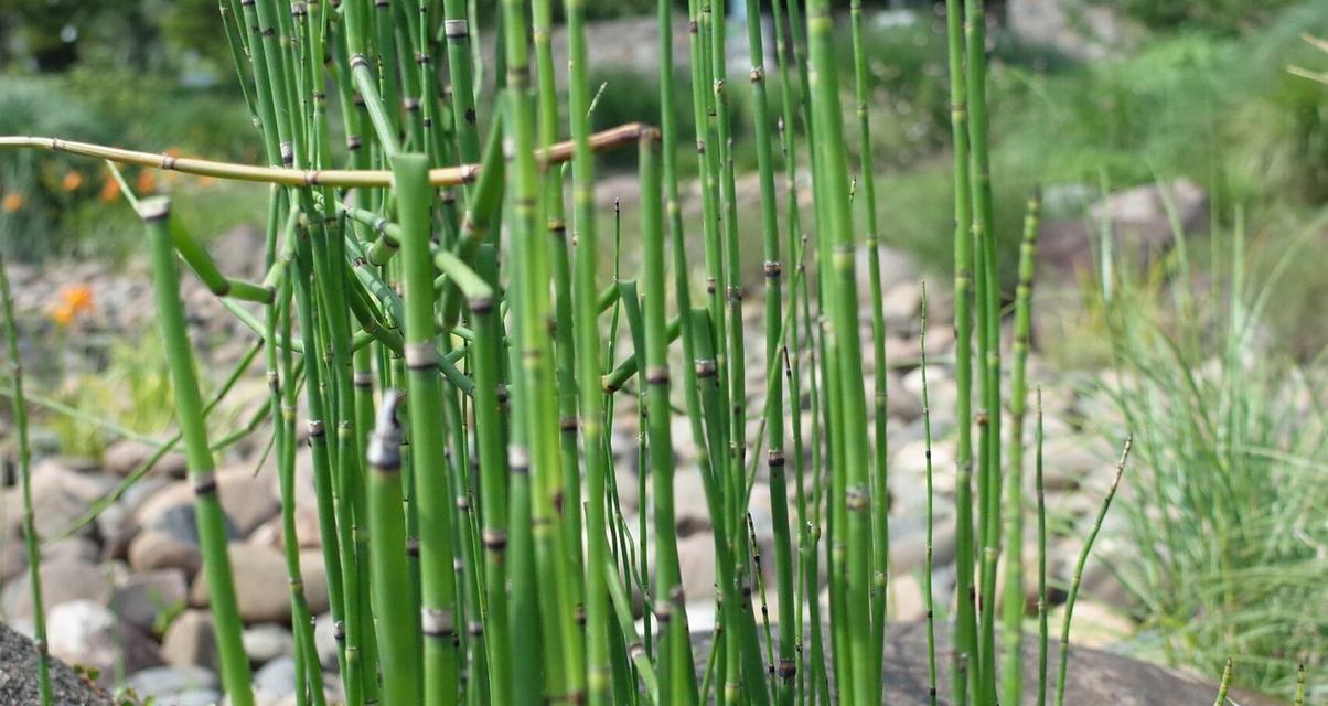 烟灰对植物的影响多久能消除？如何减少烟灰对植物的影响？