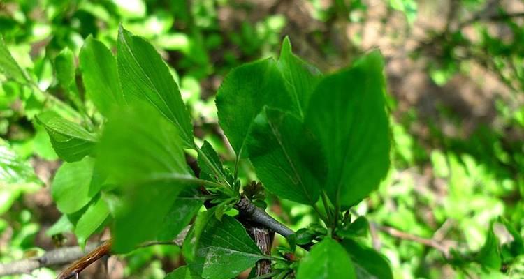 什么植物的叶子非常锋利？如何安全处理这些植物？