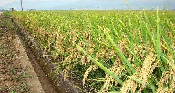 浙北地区适合种植哪种水稻？如何种植？