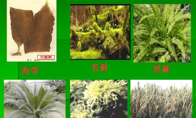 藻类植物中哪些可以作为食用植物？它们的营养价值如何？