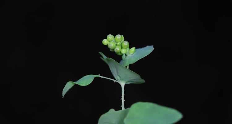 哪些植物是有花的？它们的分类和特点是什么？