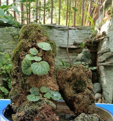 庭院假山种什么植物？如何选择适合假山的植物？