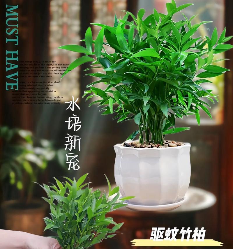 哪些植物具有强效灭蚊功能？