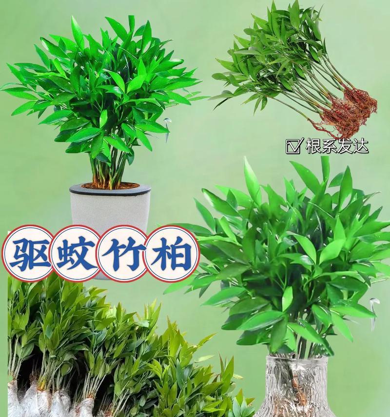 哪些植物具有强效灭蚊功能？