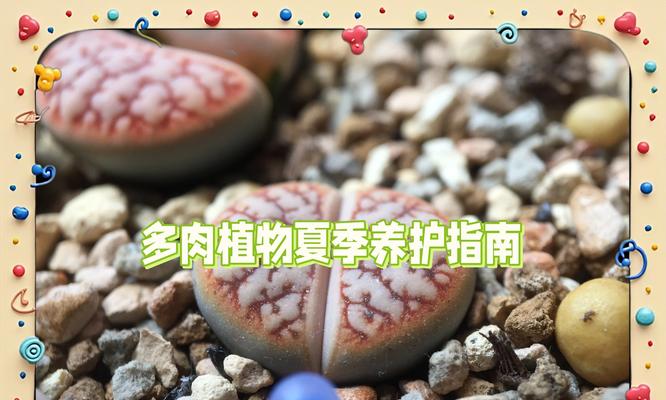 多肉类植物有哪些？它们的养护要点是什么？