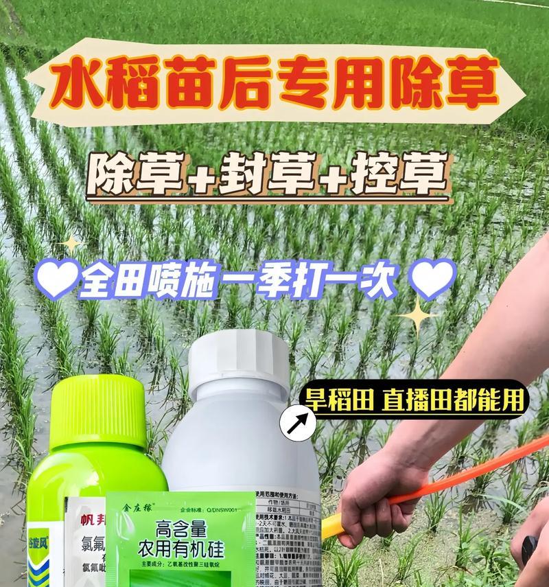 水稻种植中除草的必要性是什么？