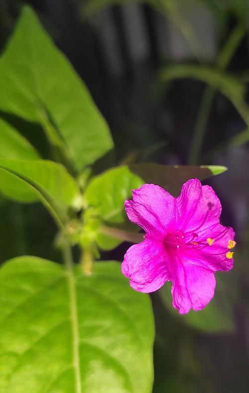 植物地雷的定义是什么？植物地雷在自然界中有哪些作用？