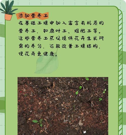 带土花卉种植注意事项是什么？种植过程中的常见问题和解决方法是什么？