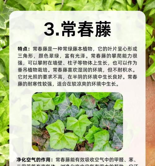 哪些植物具有净化空气的功能？它们的作用原理是什么？