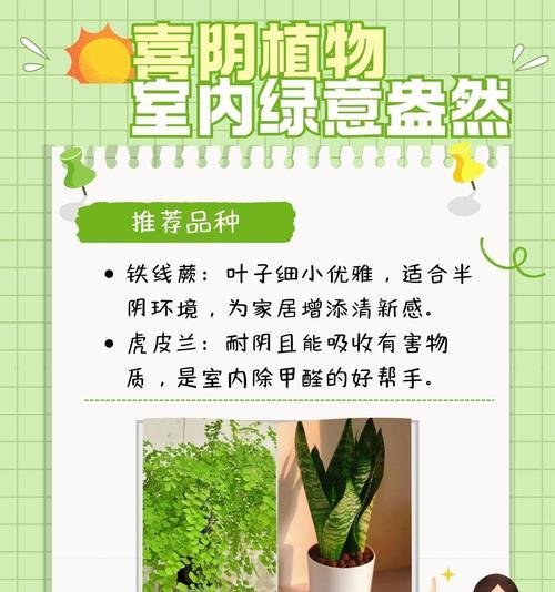 哪些植物具有净化空气的功能？它们的作用原理是什么？