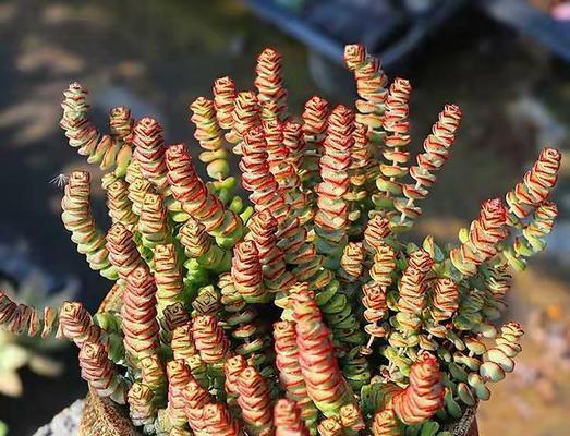 开门时哪种盆栽植物最合适？它们的寓意是什么？