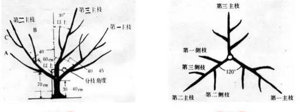 桃树插枝的正确方法是什么？需要注意哪些要点？