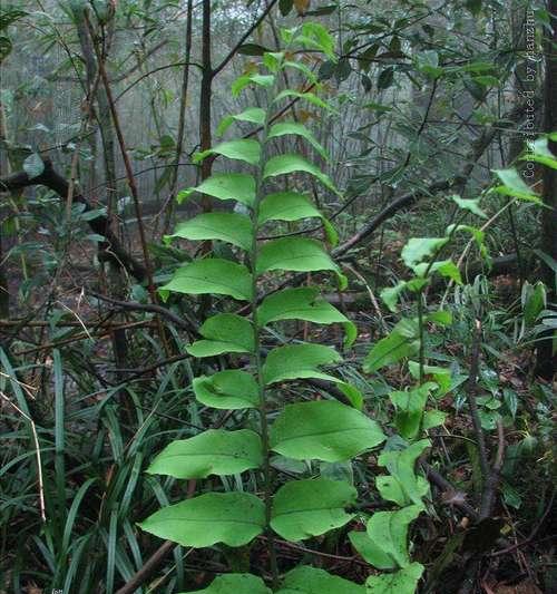 木科植物包括哪些种类？木科植物的特点是什么？