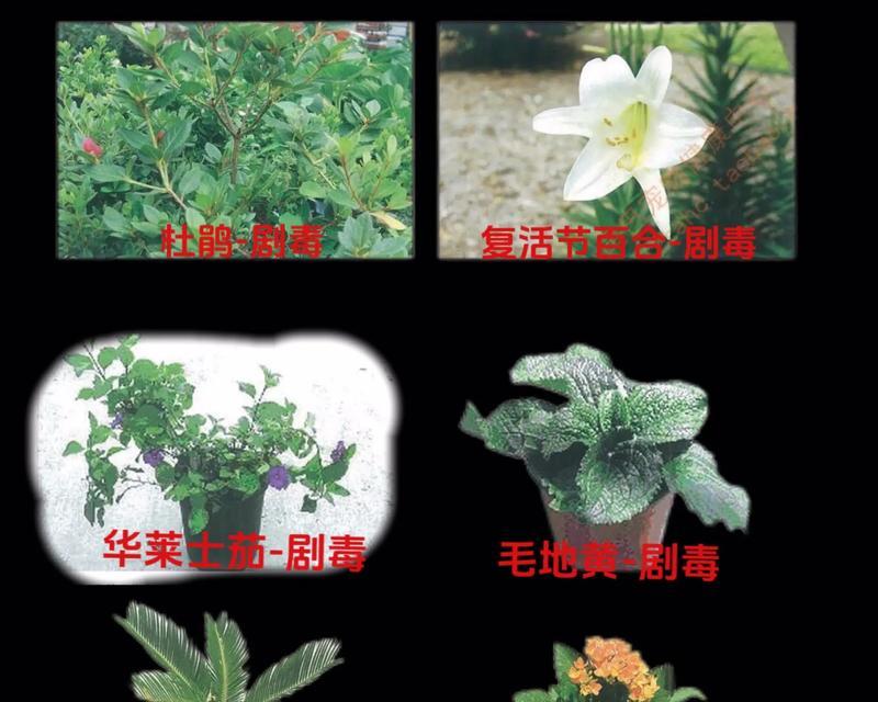 怎么在抖音买植物？购买流程是怎样的？