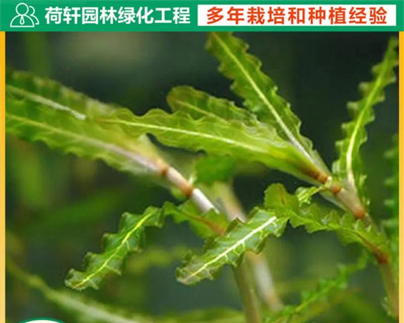 怎么在抖音买植物？购买流程是怎样的？