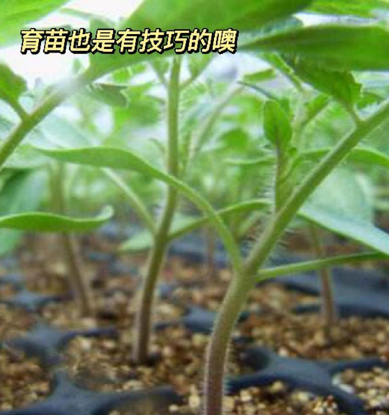 植物施肥需要哪些元素？怎样施肥更有效？