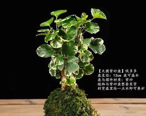 绿植苔藓花卉有哪些品种？苔藓植物有哪些独特之处？