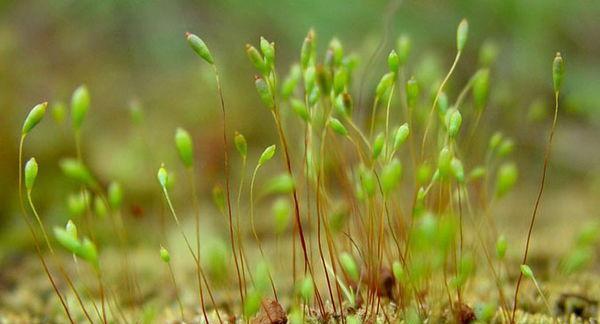 绿植苔藓花卉有哪些品种？苔藓植物有哪些独特之处？