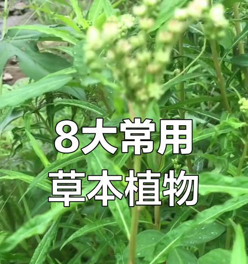 草木植物的分类有哪些？它们的特点是什么？