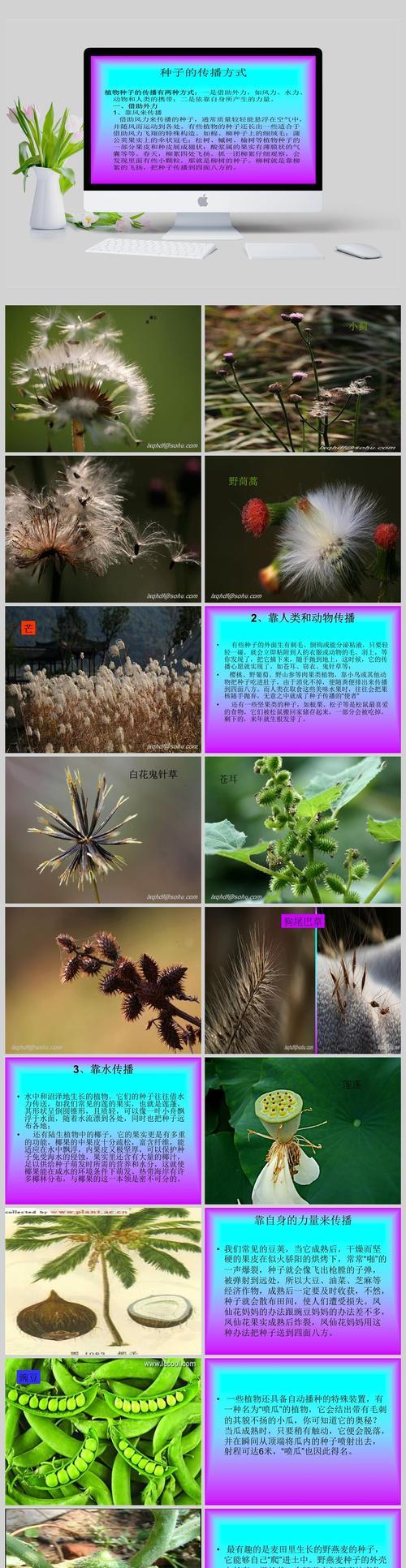 植物传播种子还有哪些？它们是如何进行的？