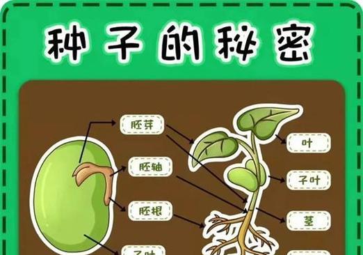 植物传播种子还有哪些？它们是如何进行的？