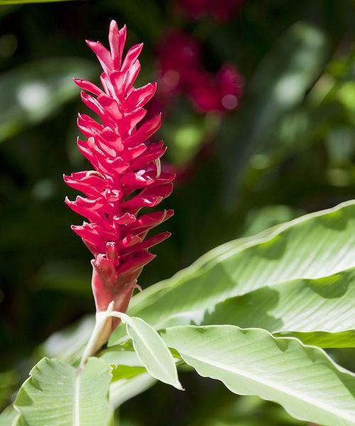 海里有哪些植物种类？它们的生存环境是怎样的？