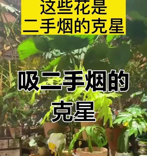 适合放烟的花卉植物有哪些？这些植物的净化空气效果如何？