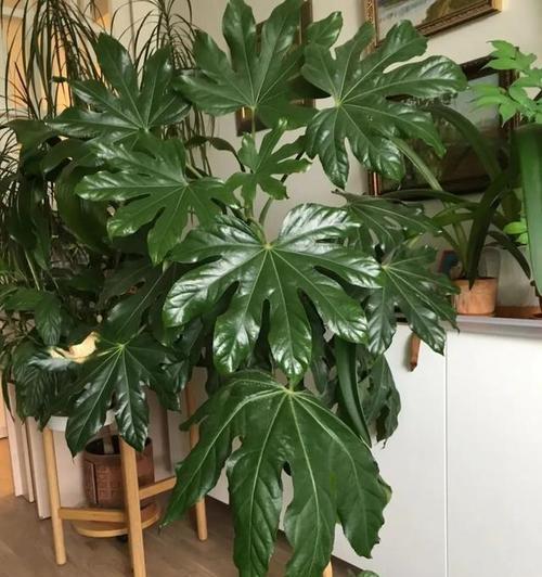 室内高植物有哪些？如何选择适合室内环境的高植物？