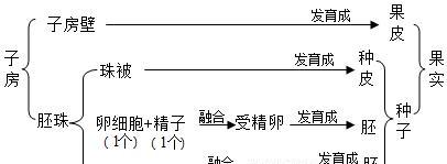 植物胚是如何发育成植物体的？过程是怎样的？