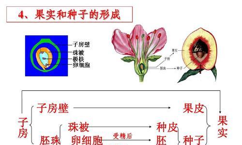 植物胚是如何发育成植物体的？过程是怎样的？