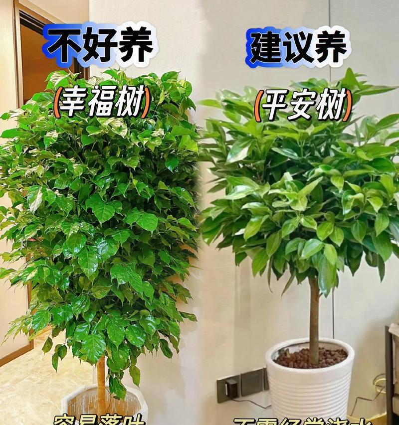 卫生间适合放置哪些植物以去除异味？这些植物的养护方法是什么？