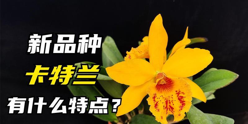 像刺猬的花卉是什么花名？它有哪些特点？