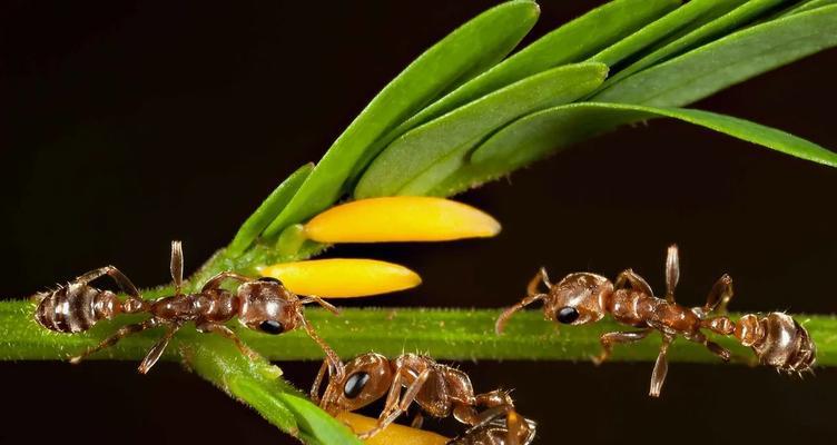 植物之间爱的有哪些？植物间相互作用的奇妙现象是什么？