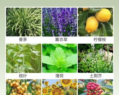 植物之间爱的有哪些？植物间相互作用的奇妙现象是什么？