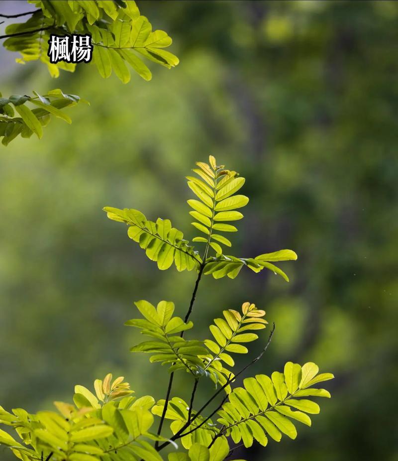 枫树旁适合种植哪些植物？