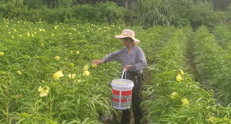 枫树旁适合种植哪些植物？