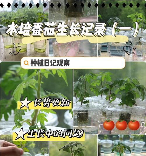 树状植物水培的正确养殖方法是什么？