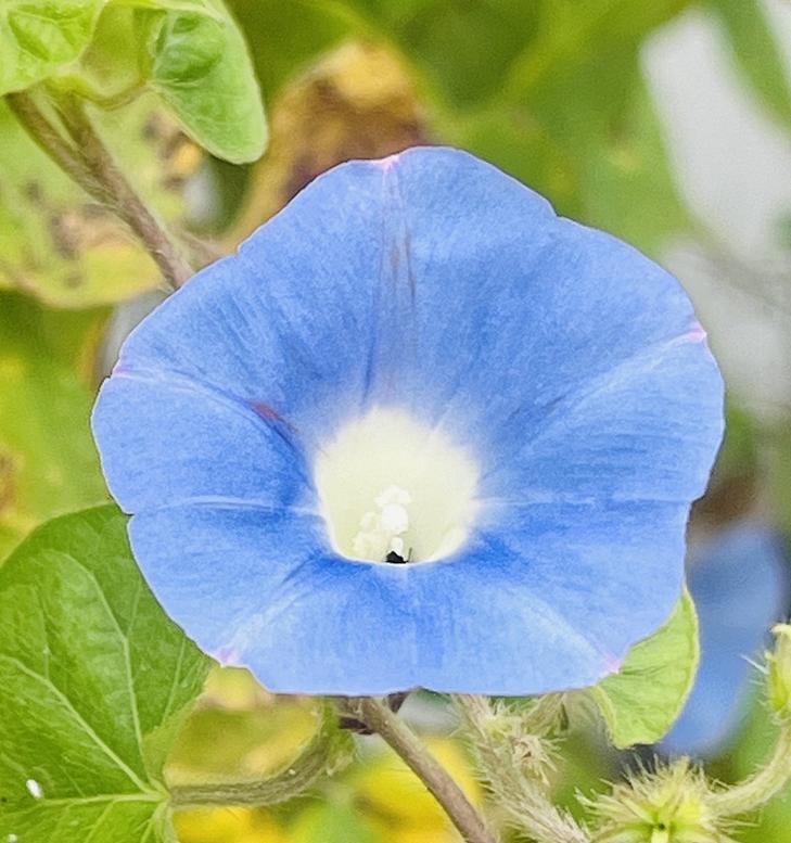 牵牛花的花语有哪些含义？当代人如何解读牵牛花花语？