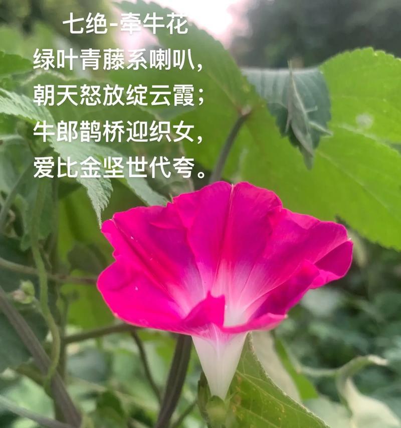 牵牛花的花语有哪些含义？当代人如何解读牵牛花花语？