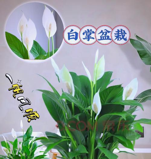 白毛掌大棵仙人掌种植技巧是什么？